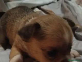 Chihuahua cani Cuccioli di Chihuahua - Annuncio 8