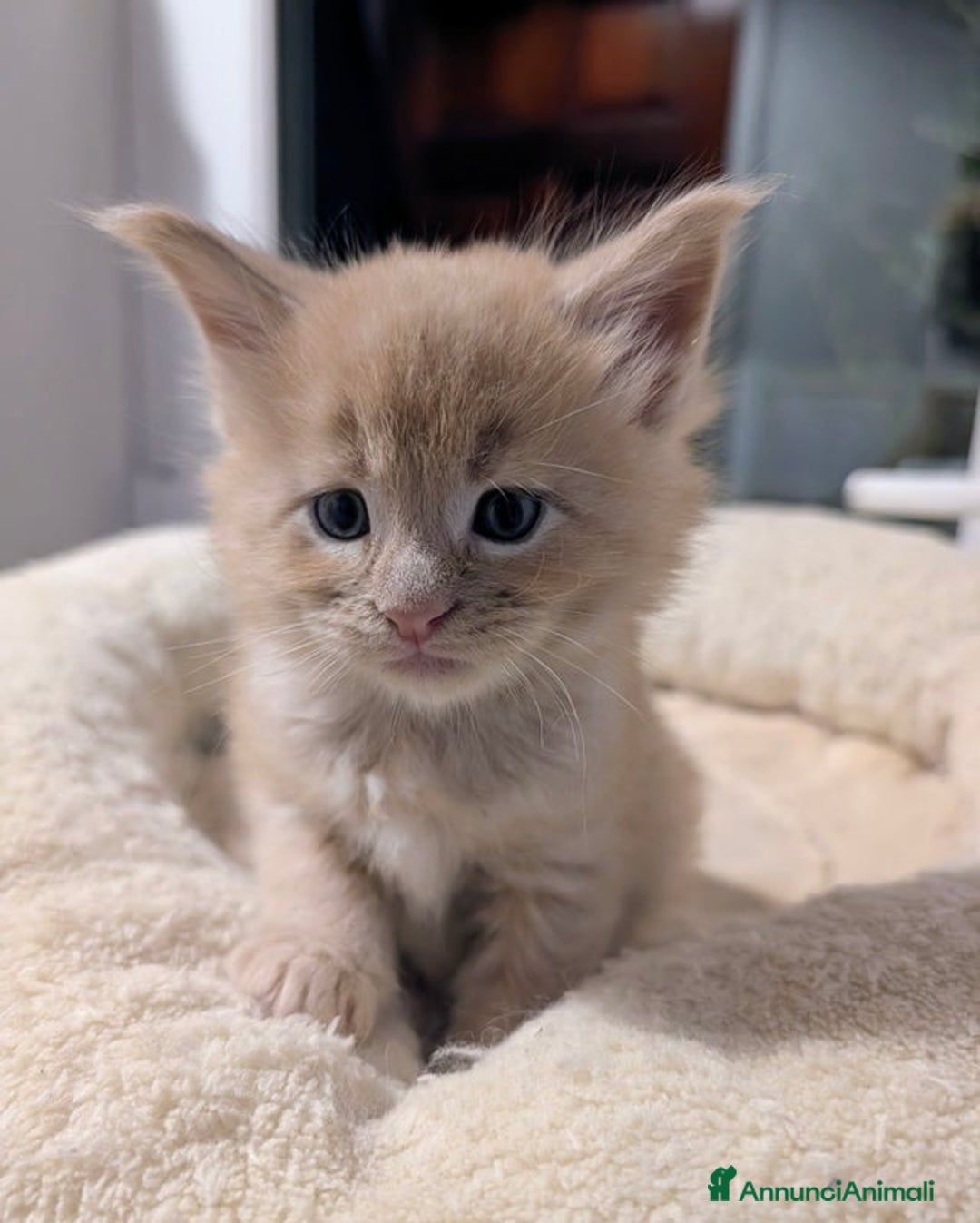Maine Coon gatti in vendita: Bellissimi cuccioli di Maine Coon - Annuncio 2