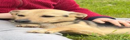 Meticcio cani in regalo: Moka  a Provincia di Lecco - Annuncio 2