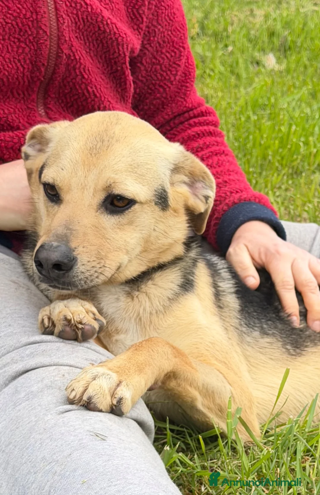 Meticcio cani in regalo: Moka  a Provincia di Lecco - Annuncio 2