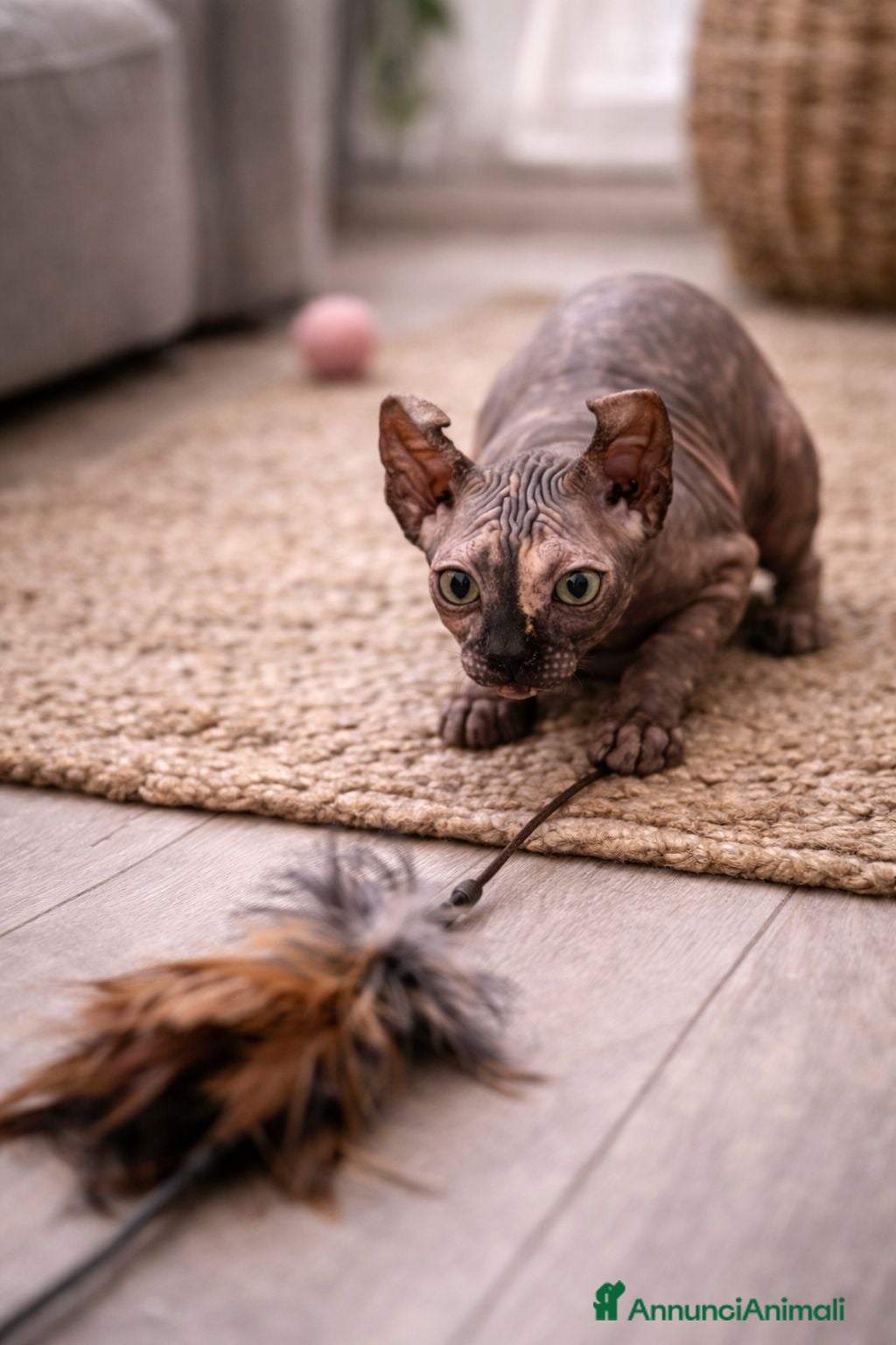 Sphynx gatti Sphynx - Annuncio 2