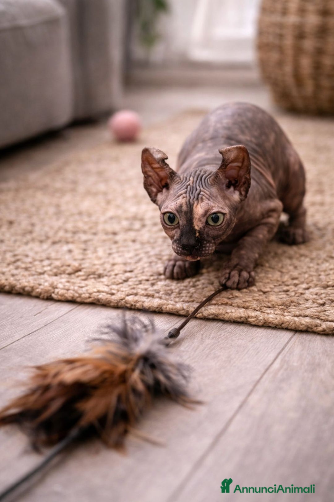 Sphynx gatti in vendita: Sphynx - Annuncio 2