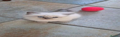 Siberiano 3