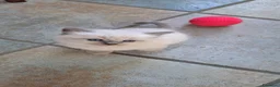Siberiano gatti in vendita: Gattini di razza siberiana ipoallergenici, neva - Annuncio 1