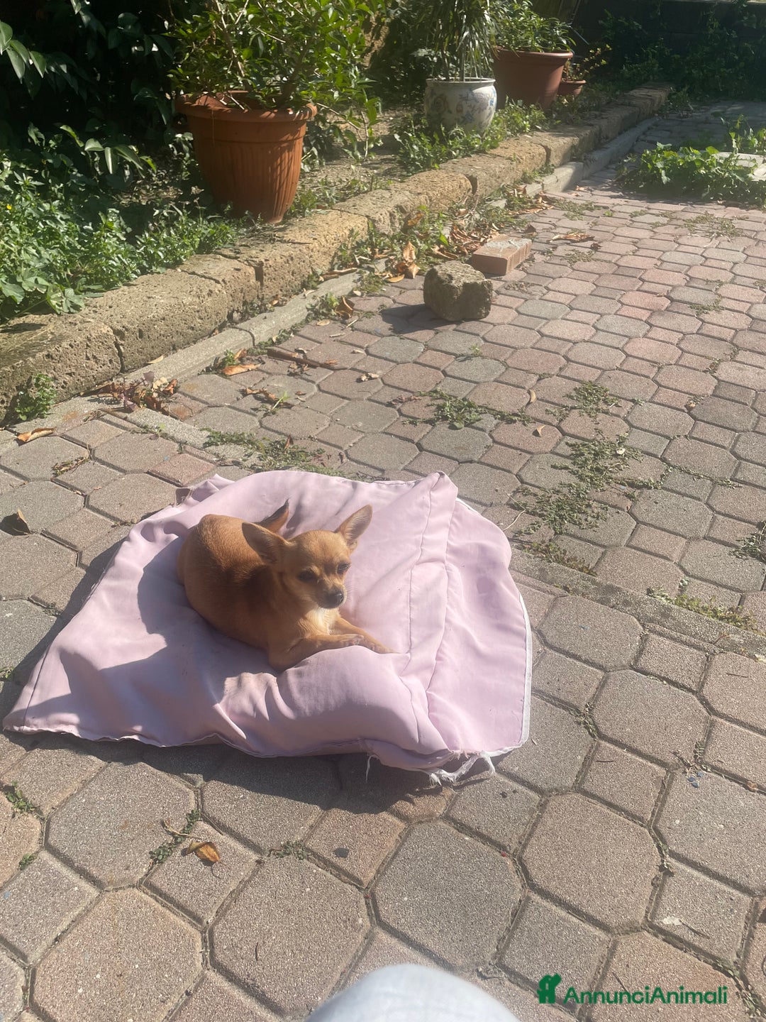 Chihuahua cani in vendita: Vendo Cuccioli Chihuahua purissimi - Annuncio 1