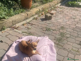 Chihuahua cani Vendo Cuccioli Chihuahua purissimi - Annuncio 16