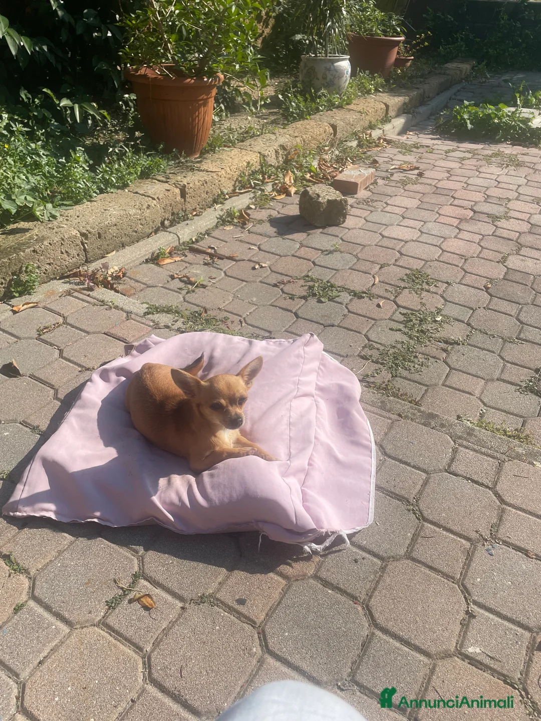 Chihuahua cani in vendita: Vendo Cuccioli Chihuahua purissimi - Annuncio 1