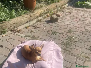 Chihuahua cani Vendo Cuccioli Chihuahua purissimi - Annuncio 4