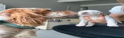 Setter Inglese cani in vendita: Cuccioli Setter Inglese - Alta Genealogia - Annuncio 6