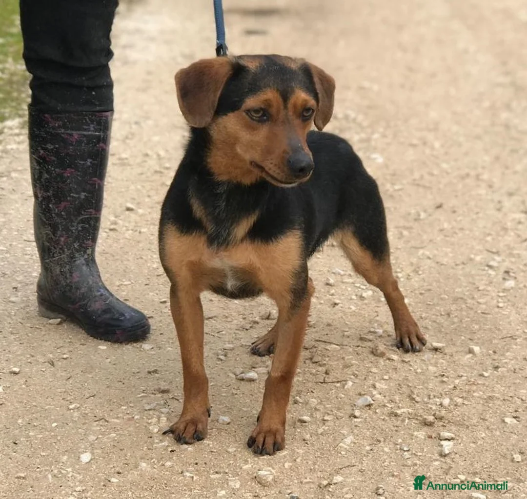 Meticcio cani in regalo: Cico giovanissimo simil pinscher  in adozione a Provincia di Latina - Annuncio 5