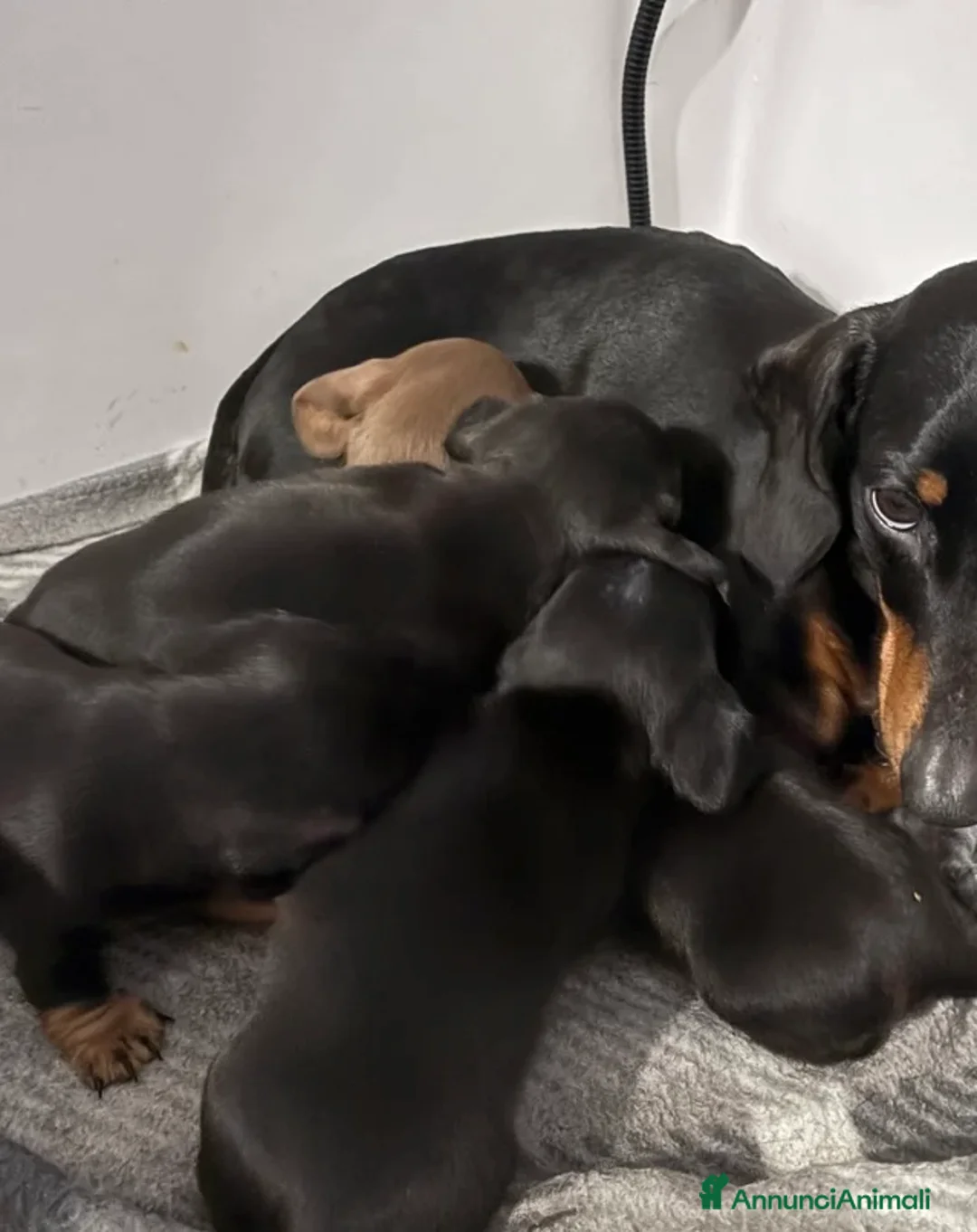 Bassotto cani in vendita: Bassotti Nani - Annuncio 2