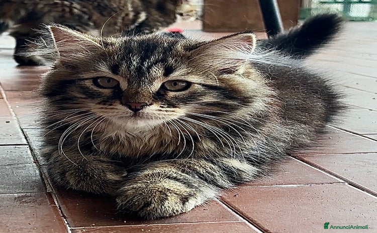 Siberiano gatti a Provincia di Alessandria - Annuncio 7