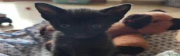 Meticcio gatti in regalo: Ecco a voi Lupin e Jigen!! - Annuncio 5