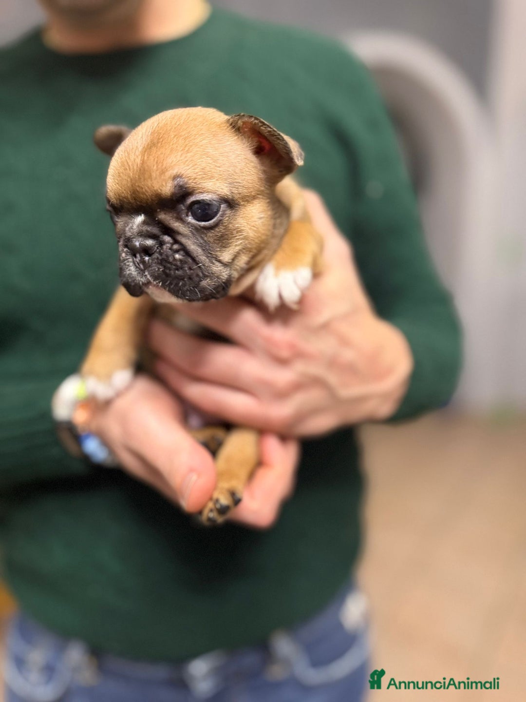 Bulldog Francese cani in vendita: Cuccioli di Buldog francese  - Annuncio 2
