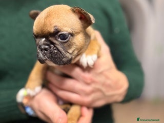 Bulldog Francese cani Cuccioli di Buldog francese - Annuncio 8