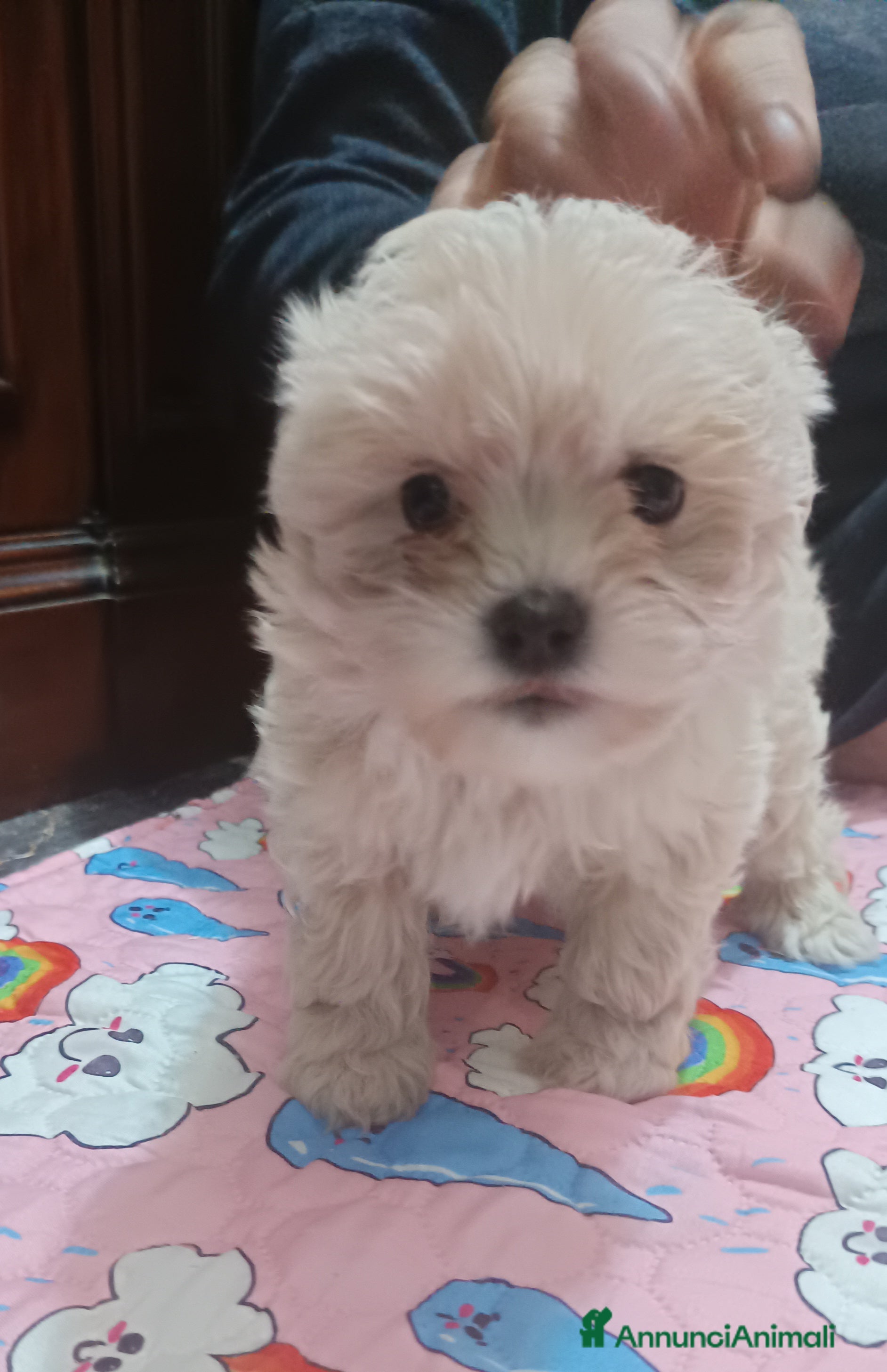 Maltese cani Ultimo maschietto genitori maltesi pedigree ENCI  - Annuncio 19