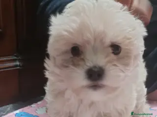 Maltese cani Ultimo maschietto genitori maltesi pedigree ENCI - Annuncio 19