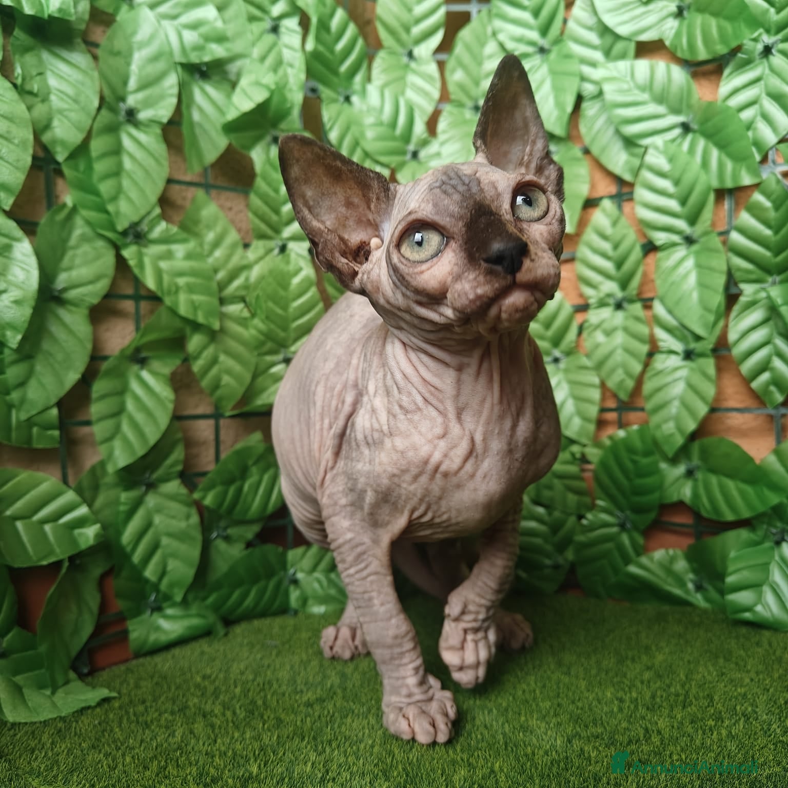 Sphynx gatti Gattina spinkns tre mesi Pedigree  - Annuncio 2