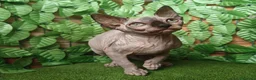 Sphynx gatti in vendita: Gattina spinkns tre mesi Pedigree  - Annuncio 1