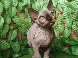 Sphynx gatti Gattina spinkns tre mesi Pedigree - Annuncio 19