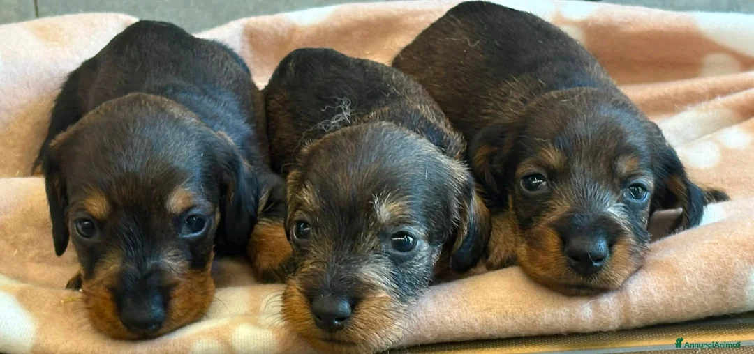 Bassotto cani in vendita: Bassotto a pelo duro - Annuncio 3
