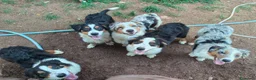 Australian Shepherd cani in vendita: cuccioli pastore australiano - australian shepherd - Annuncio 2