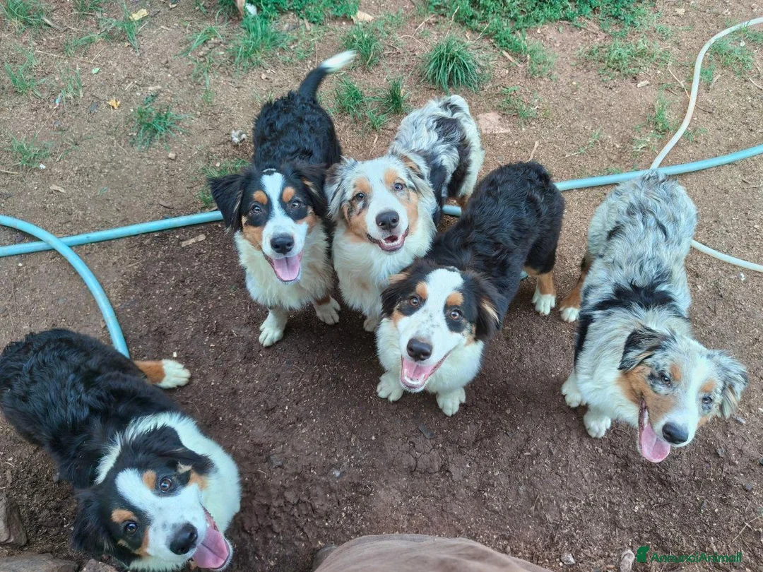 Australian Shepherd cani in vendita: cuccioli pastore australiano - australian shepherd - Annuncio 2