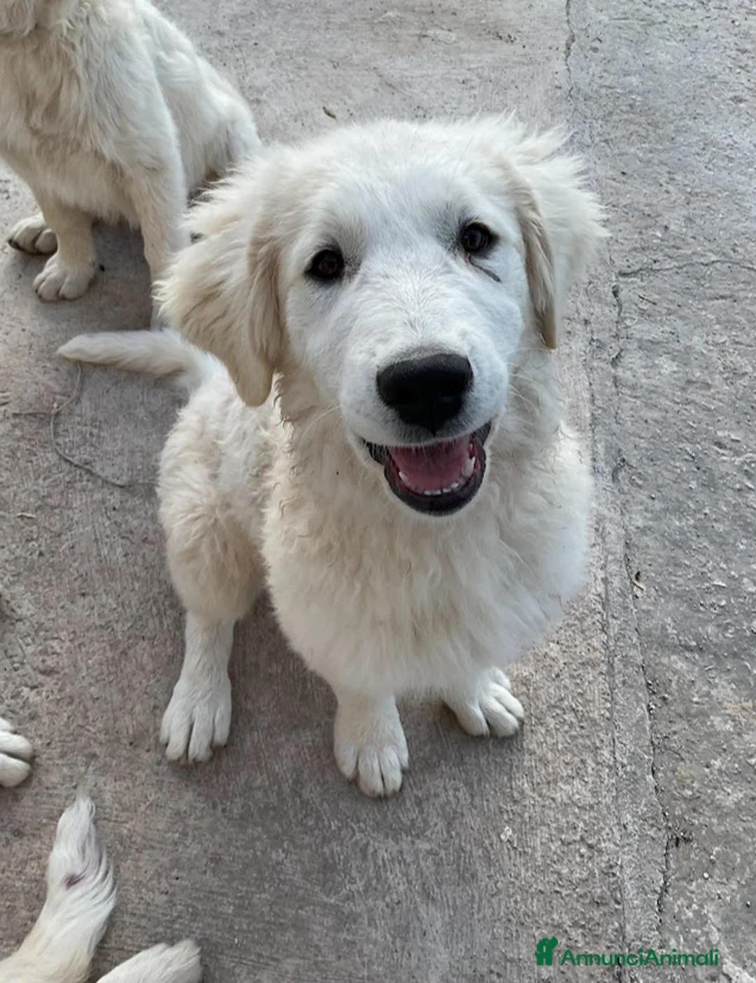 Pastore Maremmano cani in vendita: Cuccioli Maremmano a Città metropolitana di Palermo - Annuncio 2