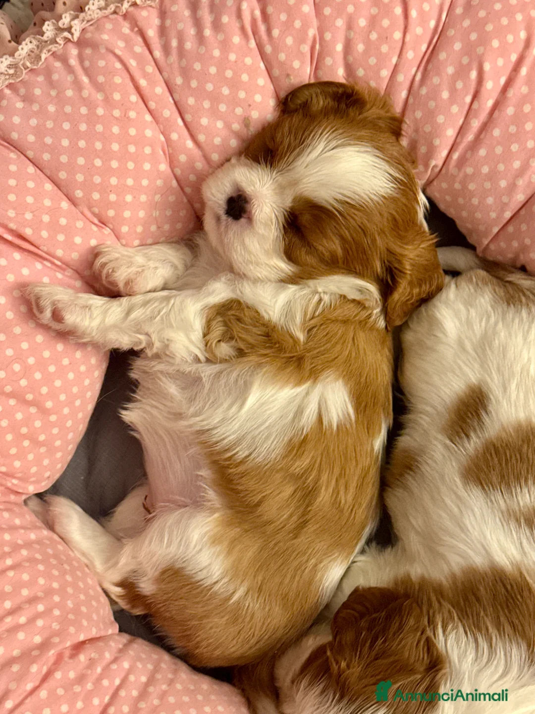 Cavalier King cani in vendita: Cuccioli di Cavalier King con Pedigree  - Annuncio 2