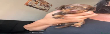 Bassotto 4