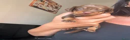 Bassotto cani in vendita: Prenotazione cuccioli - Annuncio 2