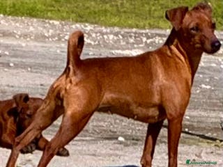 Pinscher Miniatura cani Pinscher nano - Annuncio 2