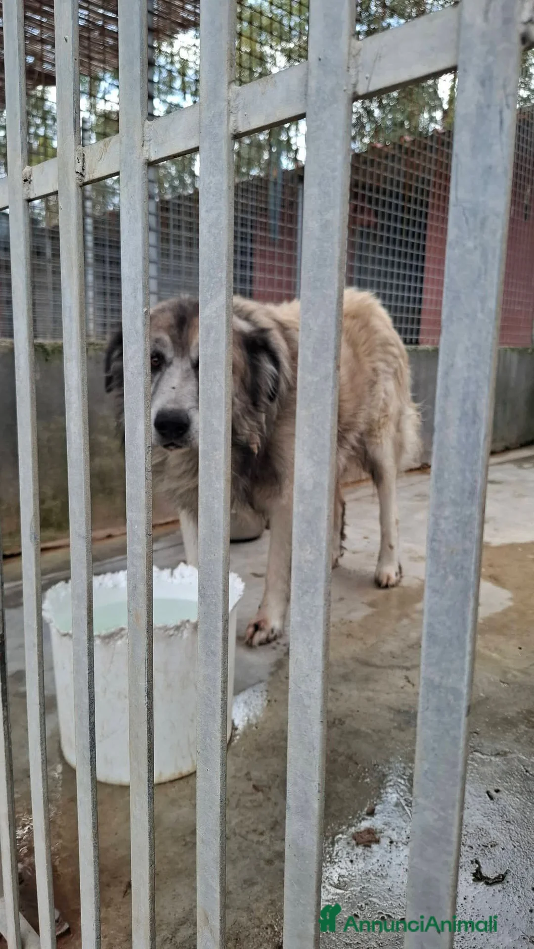 Meticcio cani in regalo: Tiberio! (6 anni-30kg) - Annuncio 3
