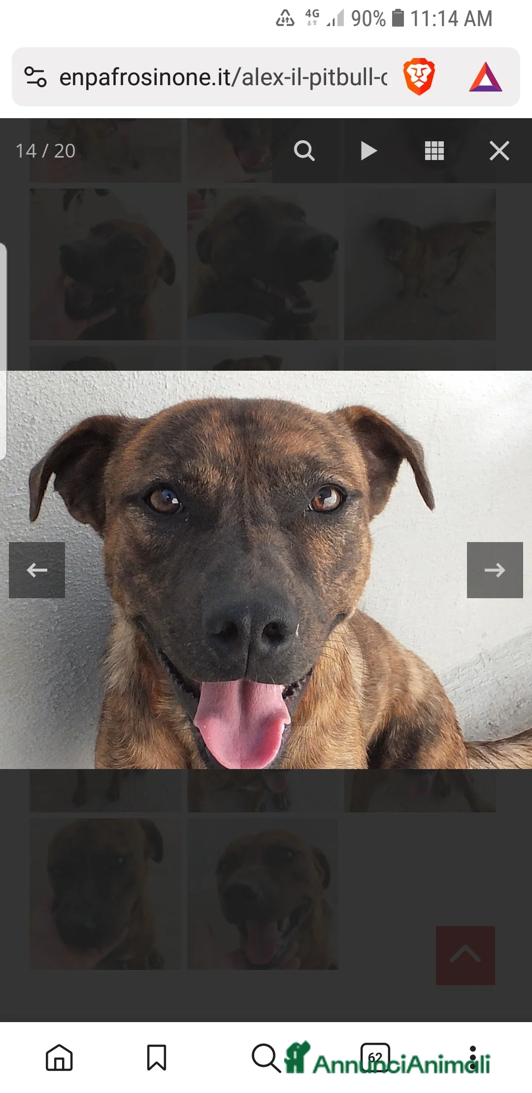 Pitbull cani in regalo: ADOZ.DEL CUORE:simil pit, sorridente,bravo e buono - Annuncio 3