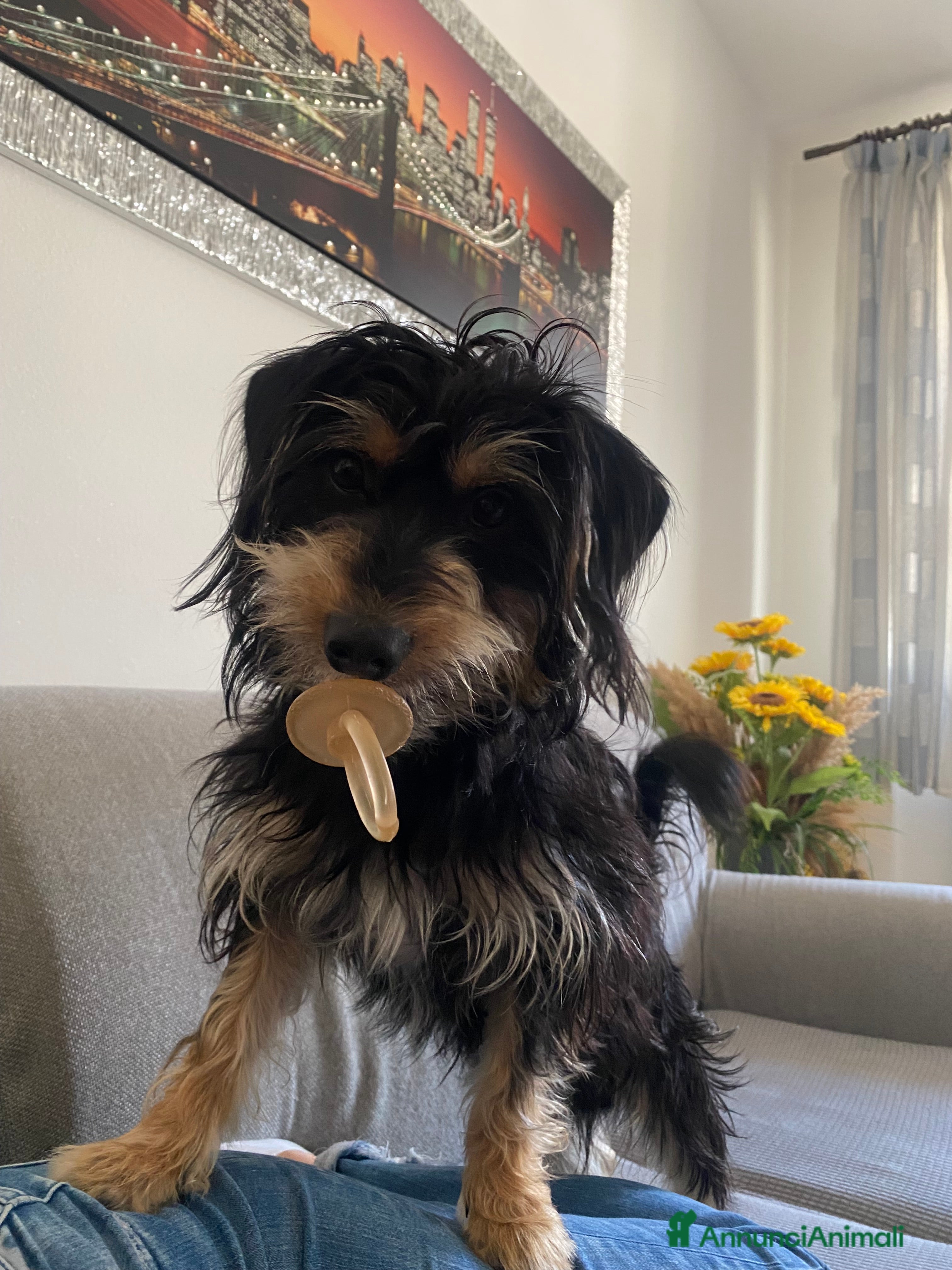 Meticcio cani Toby cerca famiglia  - Annuncio 1