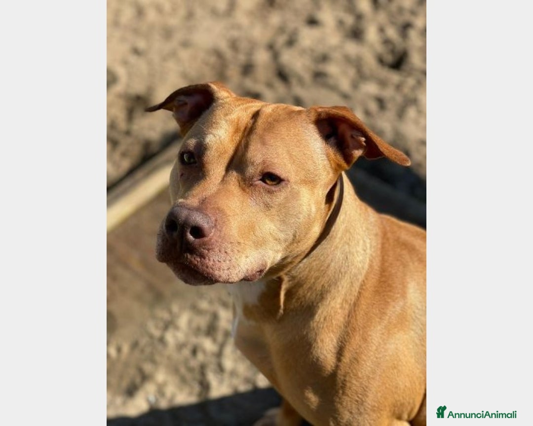 Pitbull cani in regalo: Pitbull Red Nose salita e TORNATA A NAPOLI! a Milano - Annuncio 2