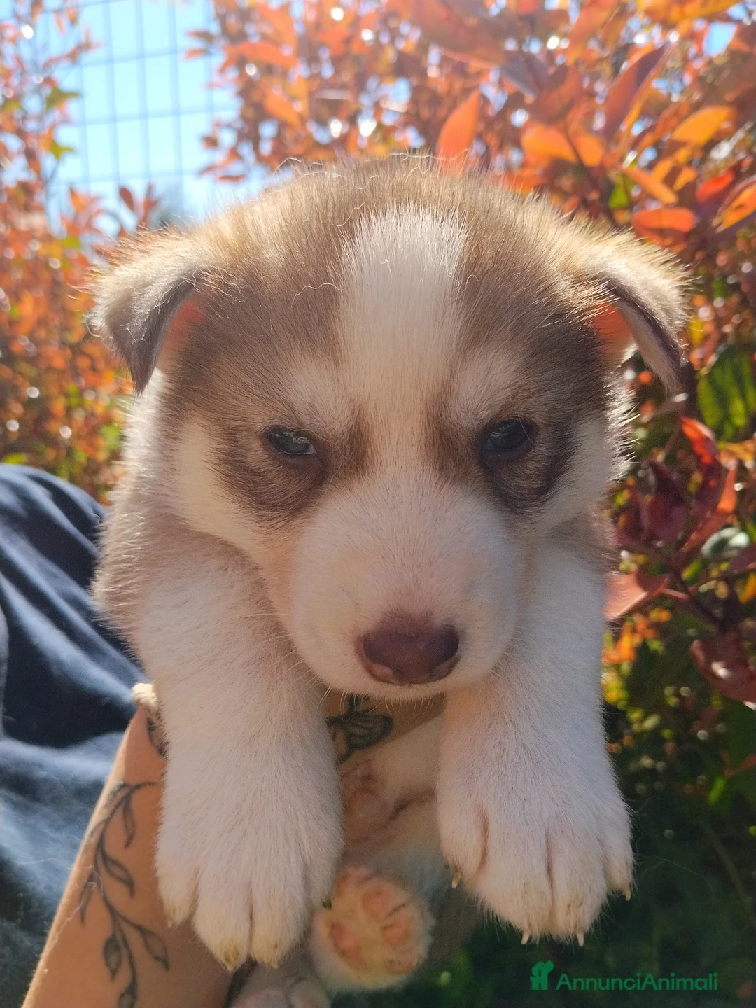 Husky cani in vendita: Cuccioli di Siberian Husky  a Provincia di Pavia - Annuncio 4