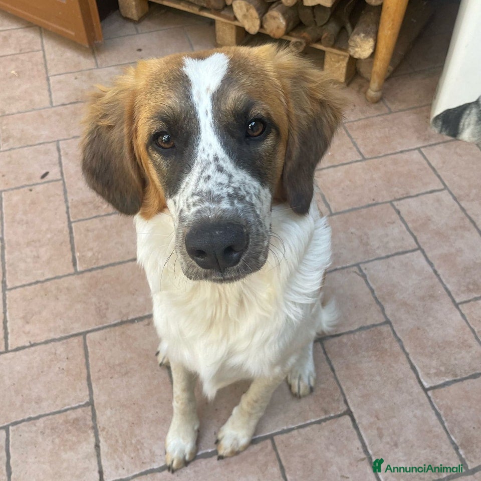 Meticcio cani Macchia, cucciolotto di 6 mesi - Annuncio 22