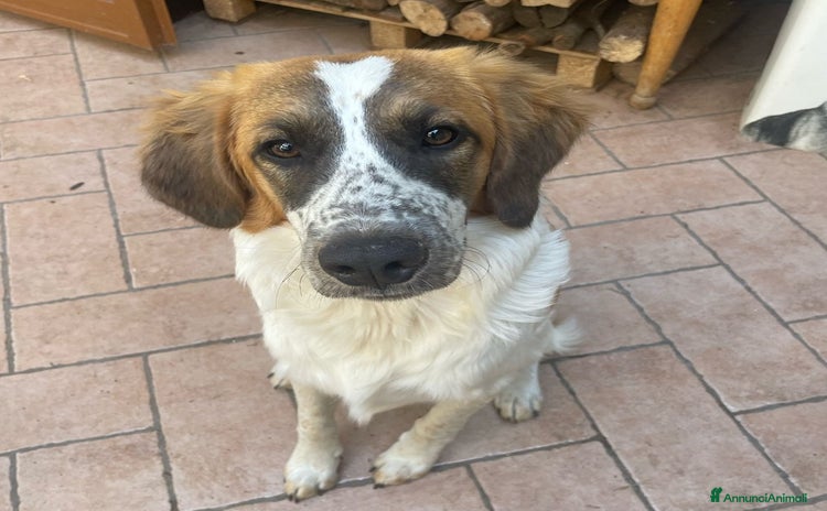 Meticcio cani - Annuncio 18