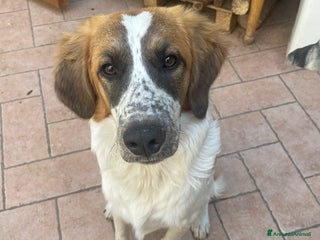 Meticcio cani in regalo: Macchia, cucciolotto di 6 mesi - Annuncio 2