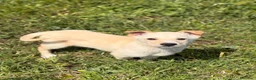 Meticcio cani in regalo: Pipo ❤️ - Annuncio 2
