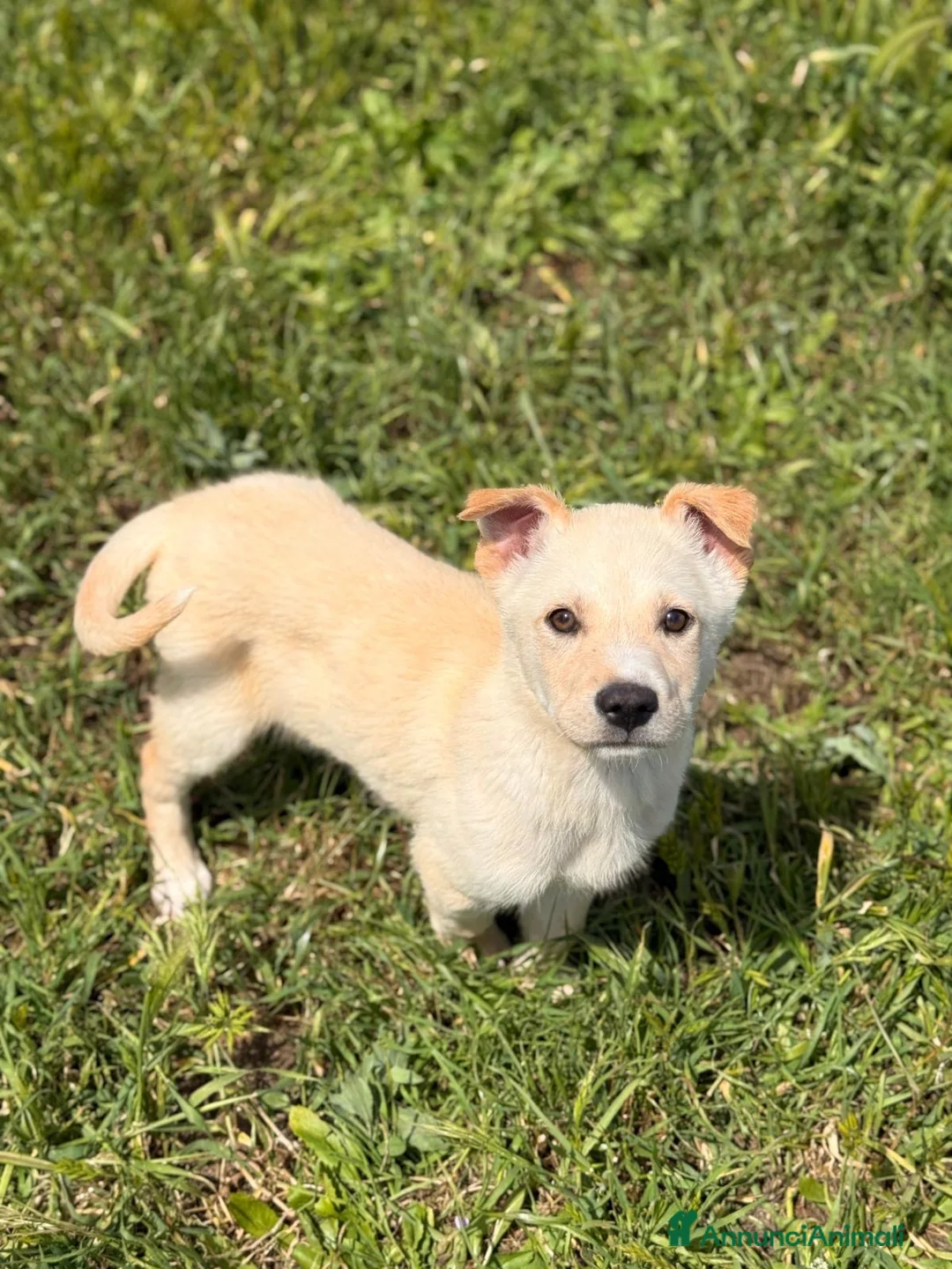 Meticcio cani in regalo: Pipo ❤️ - Annuncio 2