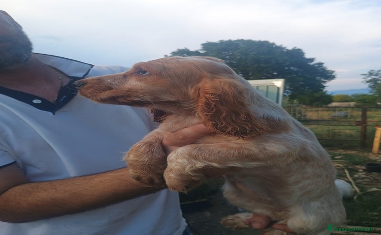 Cocker cani a Provincia di Frosinone - Annuncio 7