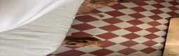Barboncino cani in vendita: Cuccioli di Barboncino Cioccolatini/red  a Provincia di Barletta-Andria-Trani - Annuncio 6