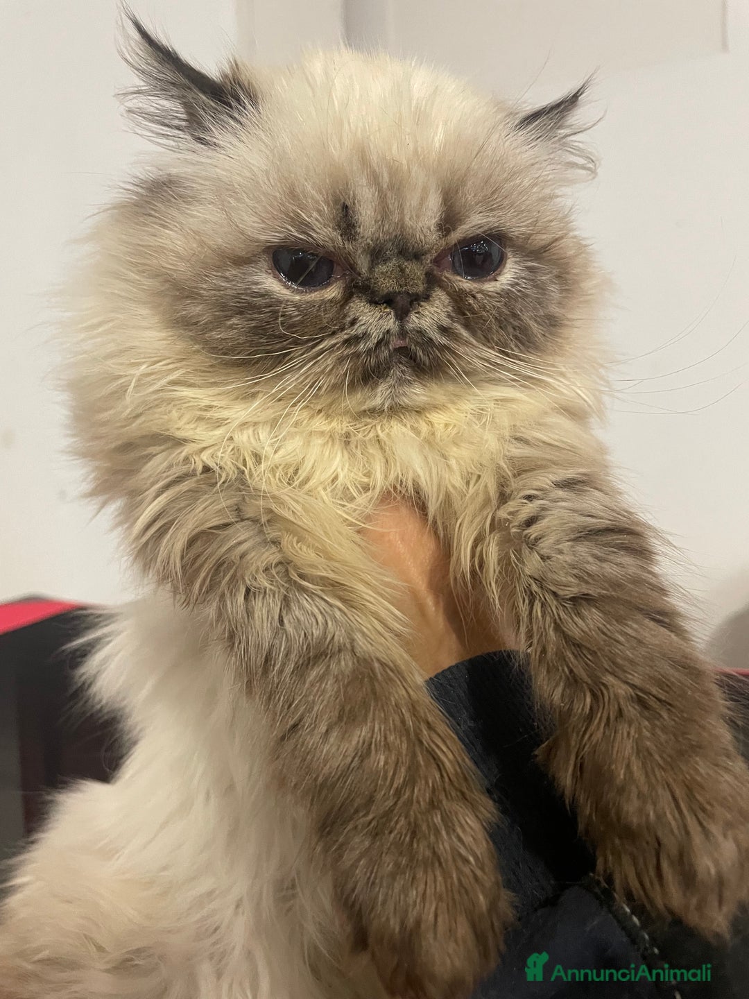 Persiano gatti in vendita: gatto persiano tabby point con pedigree Anfi - Annuncio 5