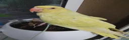 Meticcio cani in vendita: Parrochetto dal collare  - Annuncio 3