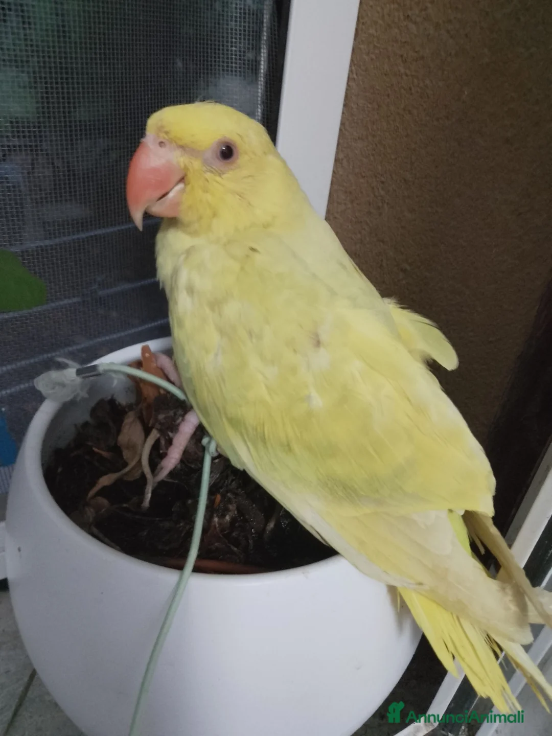 Meticcio cani in vendita: Parrochetto dal collare  - Annuncio 3