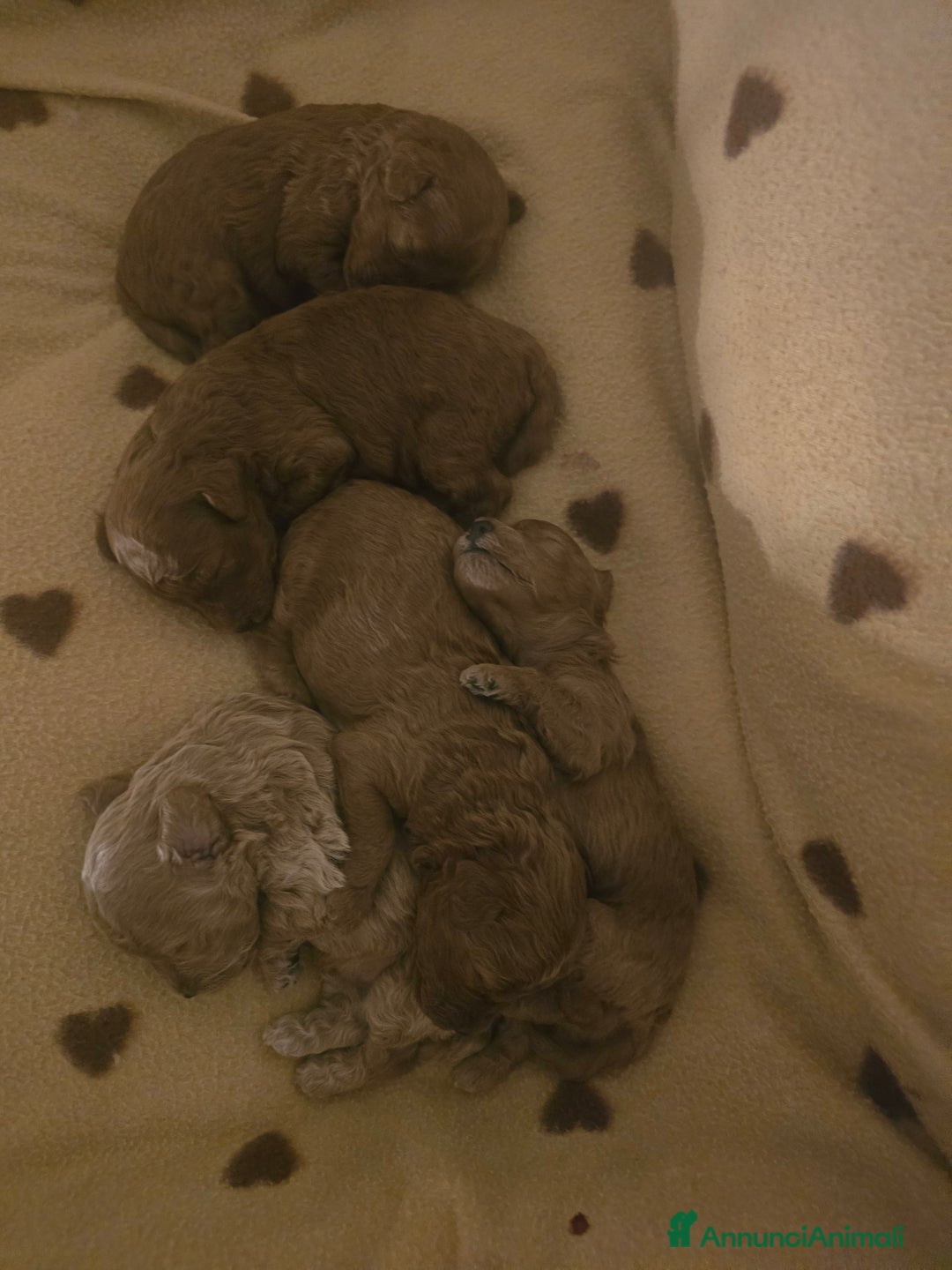 Barboncino Toy cani in vendita: VENDO CUCCIOLI DI BARBONCINO TOY - Annuncio 21