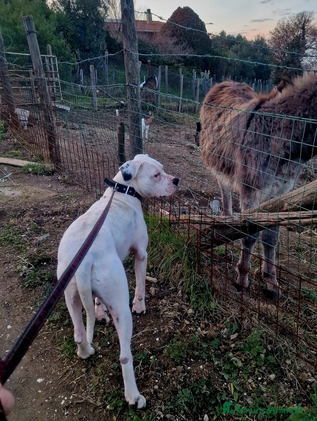 Dogo Argentino cani in regalo: Dogo argentino - Annuncio 2
