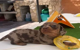 Bassotto cani in vendita: Bassotti kaninchen/nani a Città metropolitana di Roma Capitale - Immagine 5